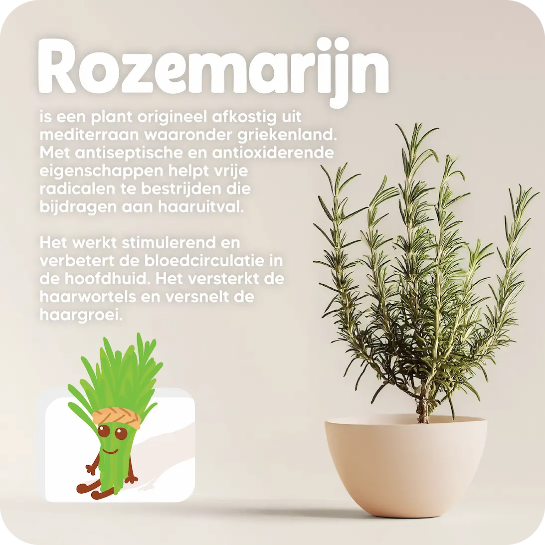 Rozemarijn olie - Anti-Haaruitval