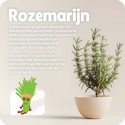 Rozemarijn olie - Anti-Haaruitval